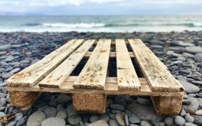 Pleśń i grzyb na paletach – skąd się biorą i jak im przeciwdziałać?